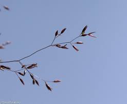 Attēlu rezultāti vaicājumam “Agrostis canina”