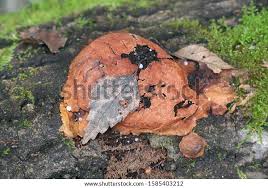 Attēlu rezultāti vaicājumam “Fuligo leviderma macro”