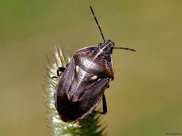 Attēlu rezultāti vaicājumam “Jalla dumosa imago”