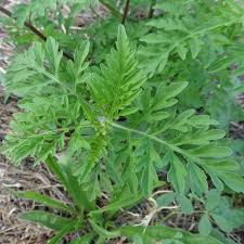 Attēlu rezultāti vaicājumam “Ambrosia artemisiifolia leaf”