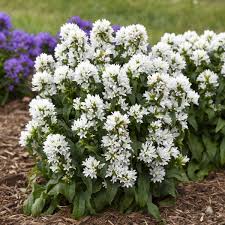 Attēlu rezultāti vaicājumam “Campanula glomerata bud”