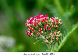 Attēlu rezultāti vaicājumam “Achillea millefolium bud”