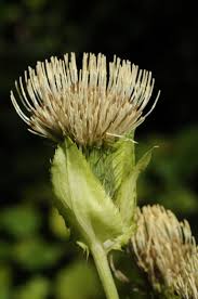 Attēlu rezultāti vaicājumam “Cirsium oleraceum flower”