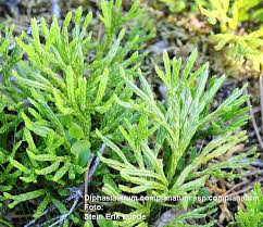 Attēlu rezultāti vaicājumam “Diphasium complanatum”