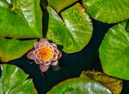 Attēlu rezultāti vaicājumam “Nymphaea candida flower”
