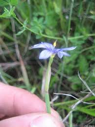 Attēlu rezultāti vaicājumam “Sisyrinchium montanum fruit”