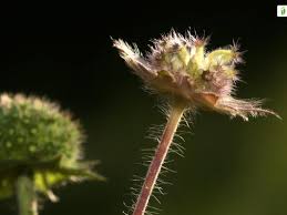 Attēlu rezultāti vaicājumam “Knautia arvensis fruit”