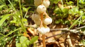 Attēlu rezultāti vaicājumam “Pyrola minor fruit”