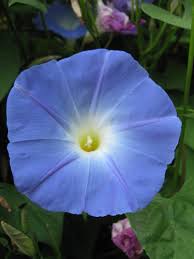 Image result for Ipomoea Heavenly Blue