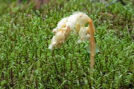 Attēlu rezultāti vaicājumam “Monotropa hypopitys fruit”