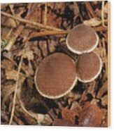 Attēlu rezultāti vaicājumam “Psathyrella sp.”