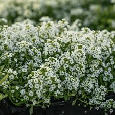 Image result for Alyssum diffusum