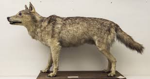 Attēlu rezultāti vaicājumam “Canis lupus”