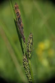 Attēlu rezultāti vaicājumam “Carex nigra”