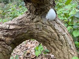 Attēlu rezultāti vaicājumam “Lycogala irregulare”