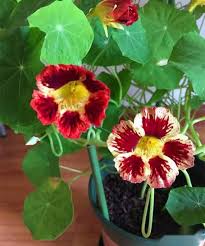 Attēlu rezultāti vaicājumam “Tropaeolum majus flower”