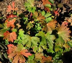 Attēlu rezultāti vaicājumam “Geranium bohemicum leaf”