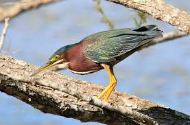 Image result for Butorides virescens