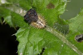 Attēlu rezultāti vaicājumam “Cassida”