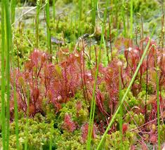 Attēlu rezultāti vaicājumam “Drosera x obovata leaf”