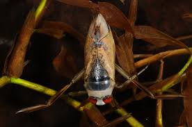 Attēlu rezultāti vaicājumam “Notonecta glauca”