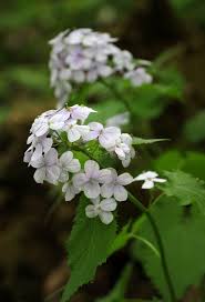 Attēlu rezultāti vaicājumam “Lunaria rediviva bud”