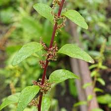 Attēlu rezultāti vaicājumam “Chenopodium polyspermum leaf”
