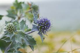 Attēlu rezultāti vaicājumam “Eryngium maritimum flower”