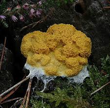 Attēlu rezultāti vaicājumam “Fuligo candida macro”