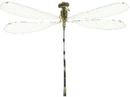 Attēlu rezultāti vaicājumam “Coenagrionidae”