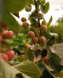Attēlu rezultāti vaicājumam “Malus sylvestris”
