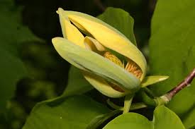 Attēlu rezultāti vaicājumam “Magnolia acuminata bud”
