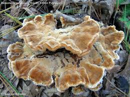 Attēlu rezultāti vaicājumam “Onnia tomentosa”