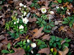 Attēlu rezultāti vaicājumam “Helleborus niger flower”
