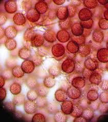 Attēlu rezultāti vaicājumam “Diderma montanum macro”