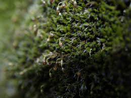 Attēlu rezultāti vaicājumam “Grimmia muehlenbeckii sporophyte”