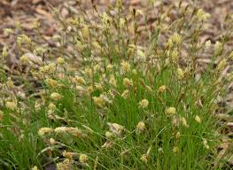 Attēlu rezultāti vaicājumam “Carex pilosa leaf”