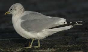 Attēlu rezultāti vaicājumam “Larus canus adult”