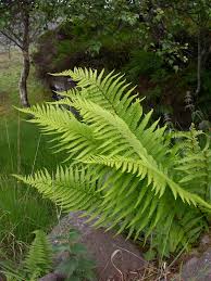 Attēlu rezultāti vaicājumam “Dryopteris filix-mas”