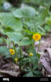 Attēlu rezultāti vaicājumam “Ranunculus cassubicus flower”