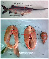 Image result for Polyodon spathula