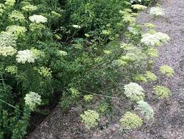 Attēlu rezultāti vaicājumam “Cenolophium denudatum”