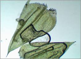 Attēlu rezultāti vaicājumam “Brachythecium rivulare”