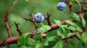 Attēlu rezultāti vaicājumam “Prunus spinosa leaf”