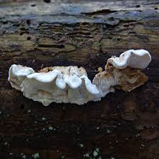 Attēlu rezultāti vaicājumam “Crustoderma dryinum”