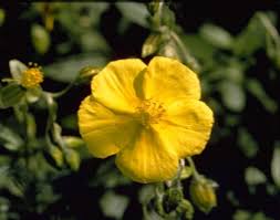 Attēlu rezultāti vaicājumam “Helianthemum x hybridum flower”