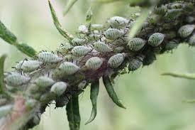 Attēlu rezultāti vaicājumam “Macrosiphoniella millefolii”