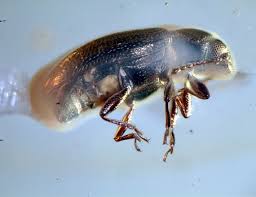 Attēlu rezultāti vaicājumam “Latridiidae”