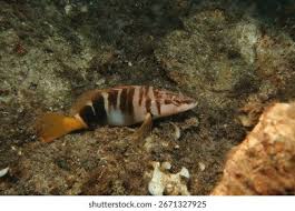 Image result for Serranus scriba