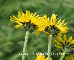 Attēlu rezultāti vaicājumam “Crepis biennis”